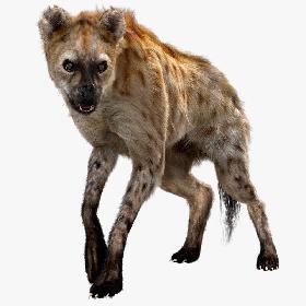 Hyena (Fur) (Rigged) 3D model